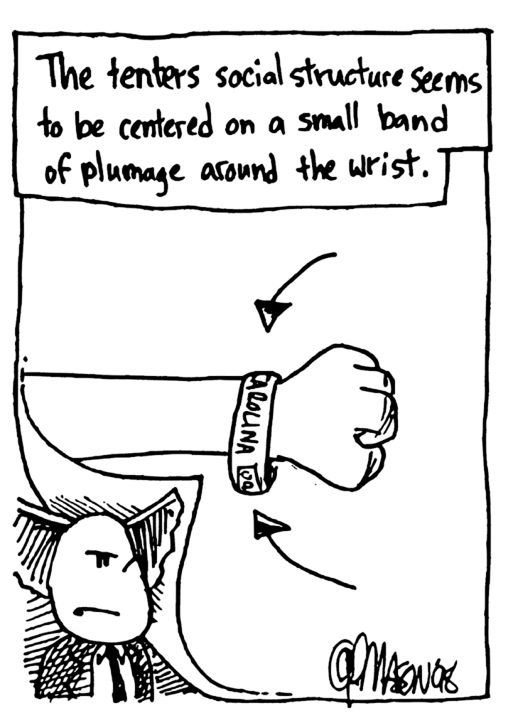 MO NARRATOR: The tenters social structure seems to be centered on a small band of plumage around the wrist.